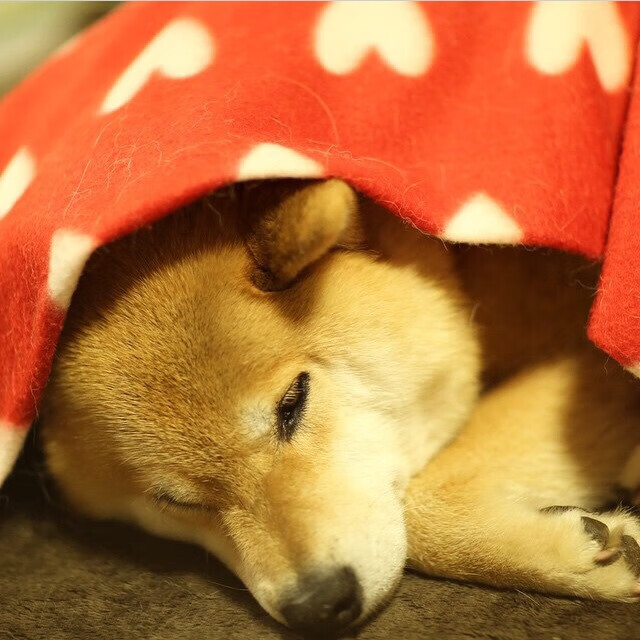 卡塔尔深夜战术博弈,一场计算器上诞生的胜利如何为F1新赛季定调