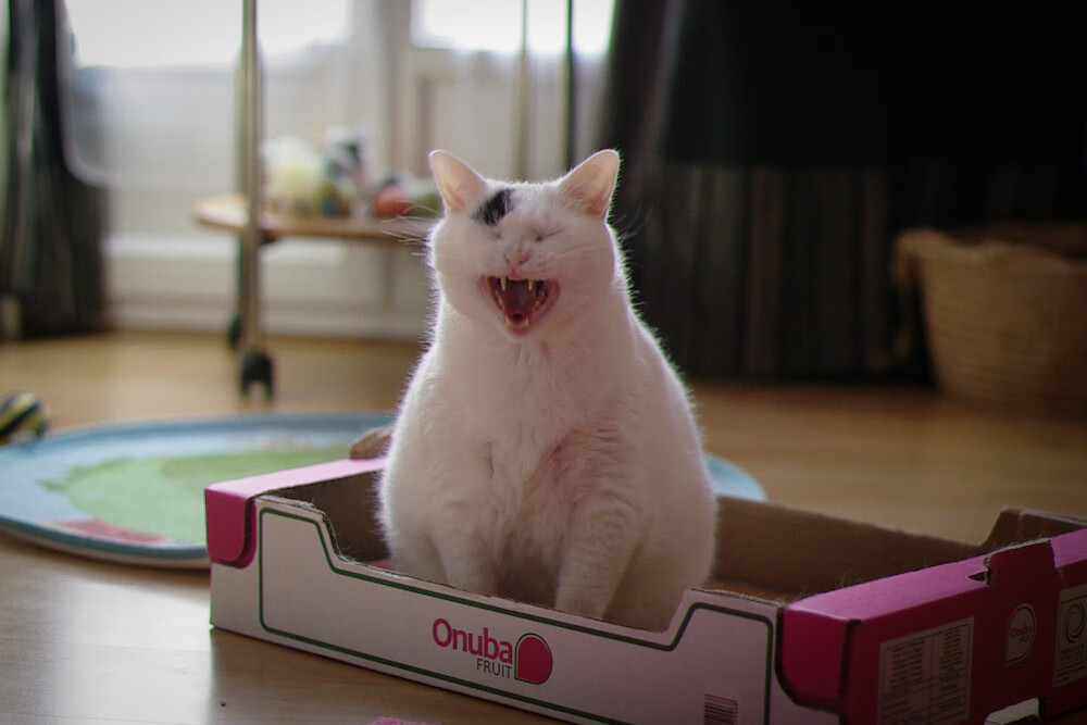 绝杀与艺术,佩德里如何用一场比赛定义现代中场