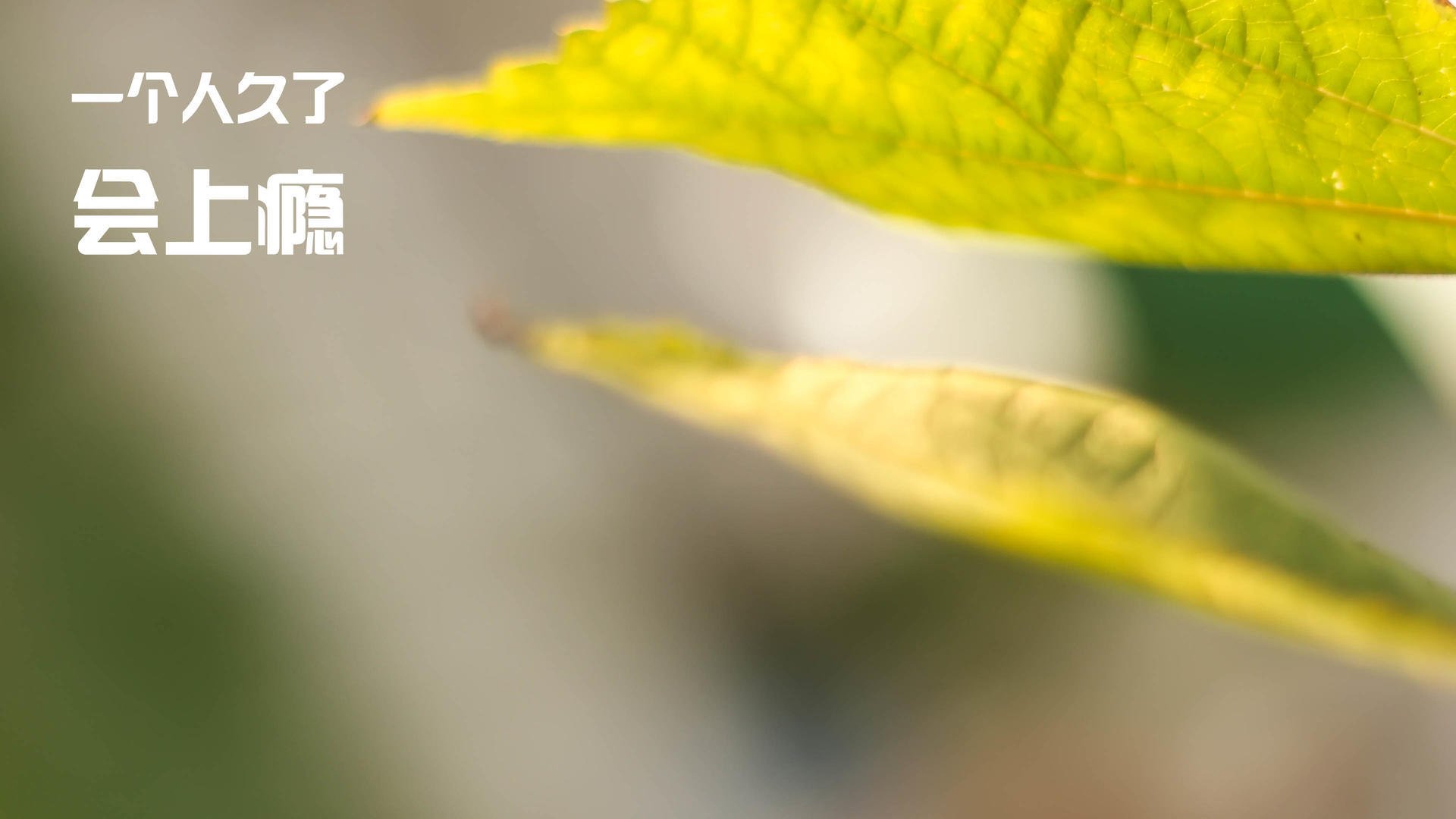 无声处听惊雷，当布克在篮网与独行侠的鏖战中成为定海神针